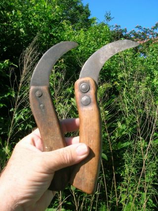 Two Vintage Antique Tobacco Farm Cutting Knives From Recent Farm Pick