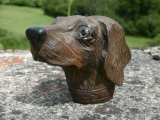 19thc Black Forest Oak Carved Dog Head Orig.  Glass Eyes C.  1870 