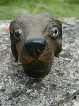 19thc BLACK FOREST OAK CARVED DOG HEAD ORIG.  GLASS EYES C.  1870 ' s 2