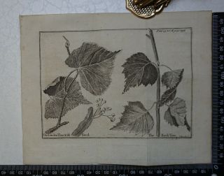 1776 - The Linden Tree & Birch Tree Engraving,  Pluche,  Spectacle Of Nature
