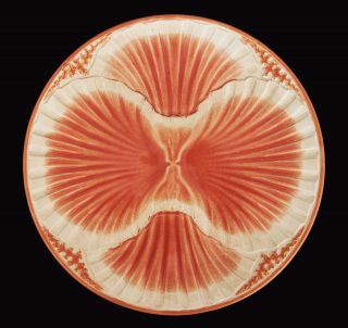 Sarreguemines France Antique Majolica Seashell Plate 1835 - 1900