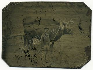 Confederate Soldier Sailor With A Team Of Oxen Civil War Tintype Photo