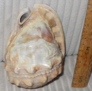 Italian Conch Shell Carved With Fisherman And Mount Vesuvious In Bay Of Naples