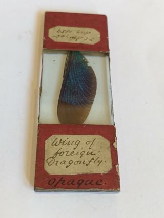 Antique Microscope Slide 1859 Wing Opaque Foreign Dragonfly Whole Mount Rare Old