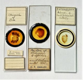 3 X Antique Entomology Microscope Slides,  Spider,  Bee & Butterfly Sections