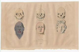Guerin 1834 - 1839 Antique Hand Colored Engraving Phrenology Plate 492