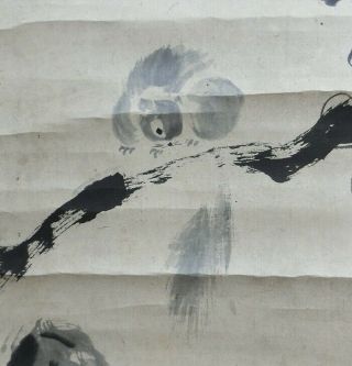 I437: Japanese Old Hanging Scroll.  Squirrel On Grape Wood By Tadanobu Kano.