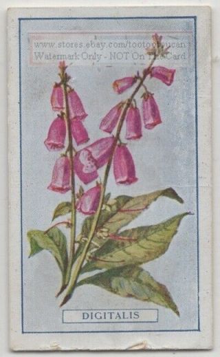 Digitalis Purpurea Plant Hear Drug Digoxin Medicine 95,  Y/o Trade Ad Card