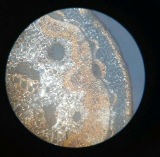 Fine Antique Microscope Slide " Section Of Pepper Australalia " For Polariscope