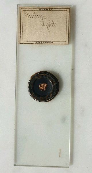 FINE ANTIQUE MICROSCOPE SLIDE 