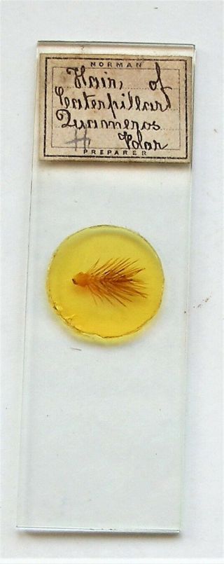 Antique Microscope Slide By Norman Of Hairs Of Caterpillar
