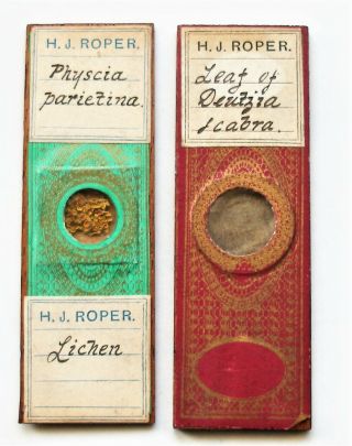 Pair Antique Botanical Microscope Slides By H.  J.  Roper