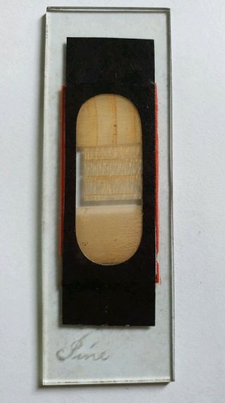 Antique Microscope Slide Wood Section " Pine " By Smith & Beck