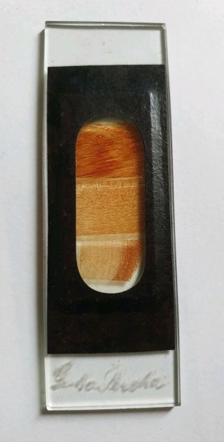 Antique Microscope Slide Wood Section " Gutta Percha " By Smith & Beck