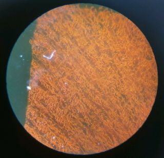 ANTIQUE DEEP CELL MICROSCOPE SLIDE 