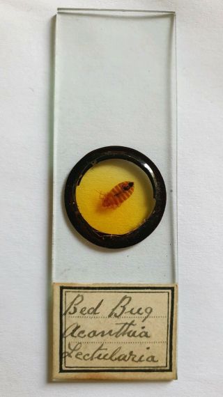Fine Antique Microscope Slide " Bed Bug "