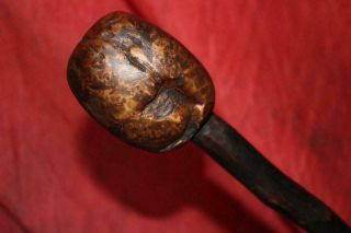 Remarkable Antique Irish Thorn Wood Shillelagh W/greatest Burl Knob Ever