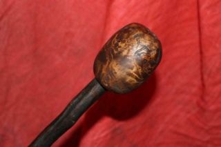 Remarkable Antique Irish Thorn Wood Shillelagh W/Greatest Burl Knob EVER 2
