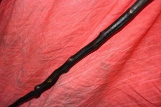 Remarkable Antique Irish Thorn Wood Shillelagh W/Greatest Burl Knob EVER 4