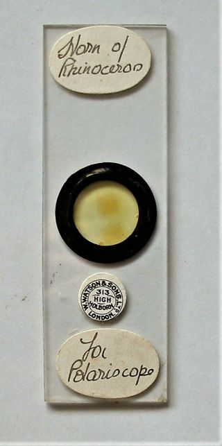 Antique MICROSCOPE SLIDE by WATSON of SKIN of RHINOCEROS,  for Polariscope 2