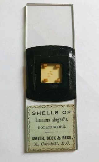 Antique Microscope Slide " Shells " For Polariscope By Smith Beck & Beck