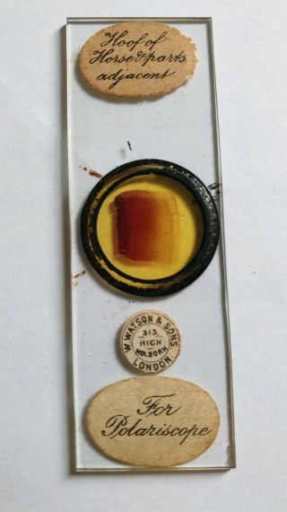 Antique Microscope Slide " Hoof Of Horse & Parts Adjacent " For Polariscope