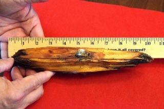 Large Section Of A Bullet In Wood From The Battle Of The Wilderness Virginia