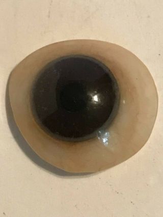 Vintage Brown Antique Prosthetic Human Glass Eye