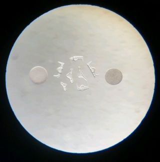 Fine Antique Microscope Side By W.  M.  Gatrell Diatoms Arranged