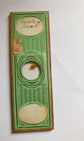 Very Fine Antique Microscope Slide Parasite Of Peacock By C.  M.  Topping C.  1850