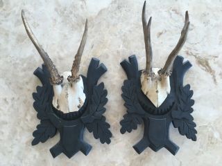 Black Forest Taxidermy Antlers On Pine Carved Plates Antique