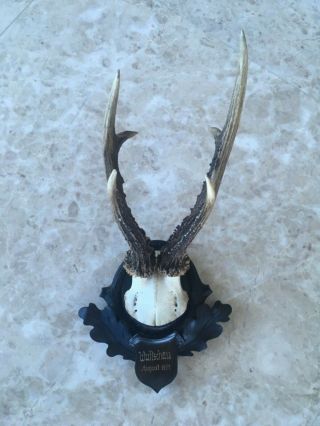 Antique Wooden Handcarved Black Forest Stag Horn Taxidermy Dated Antler