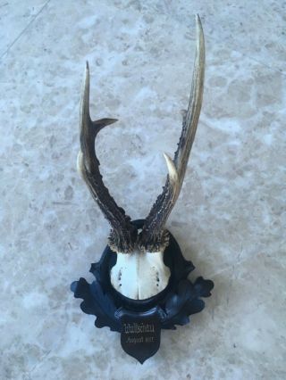 Antique wooden handcarved Black forest stag horn taxidermy dated antler 2