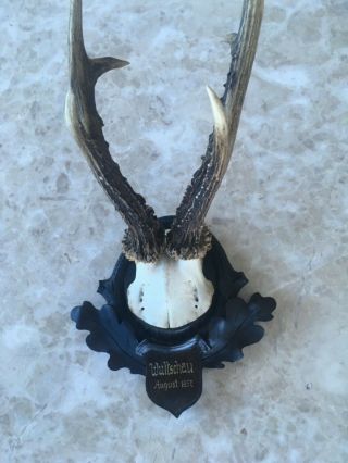Antique wooden handcarved Black forest stag horn taxidermy dated antler 3