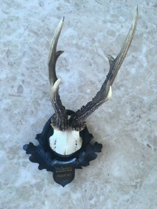 Antique wooden handcarved Black forest stag horn taxidermy dated antler 4