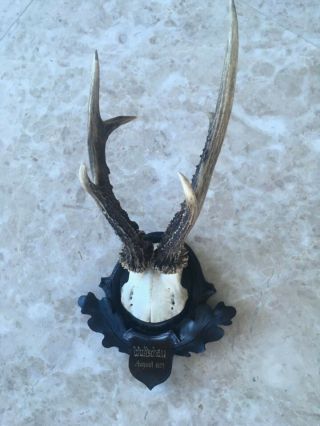 Antique wooden handcarved Black forest stag horn taxidermy dated antler 5