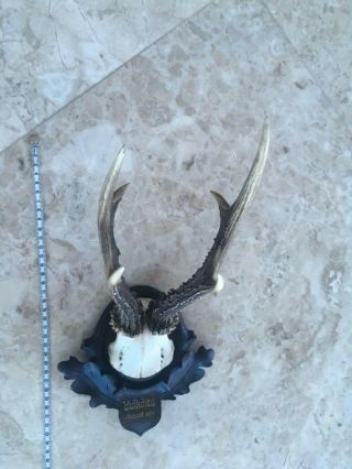 Antique wooden handcarved Black forest stag horn taxidermy dated antler 7
