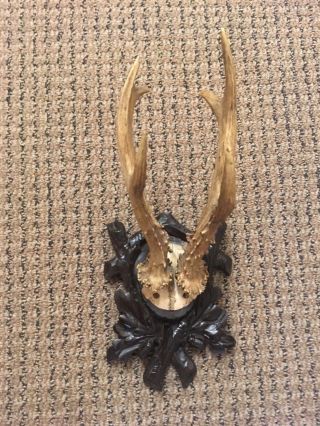 Antique Wooden Handcarved Black Forest Stag Horn Taxidermy 1880 Antler