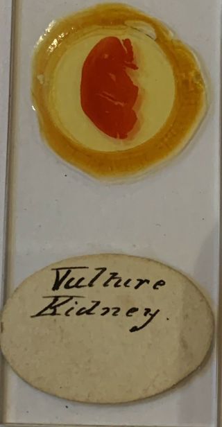 Antique Victorian Microscope Slide Vulture Kidney Bird of prey Rare Old Unusual 2