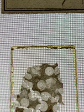 Antique Victorian Microscope Slide Fossil Coral Rare species Old Polar Norman ? 2