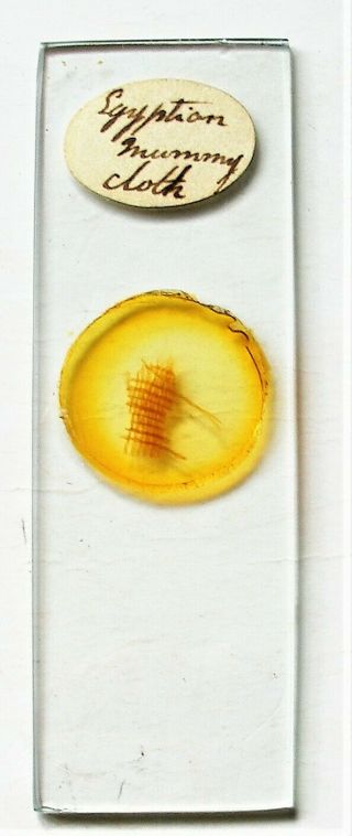 Antique Microscope Slide Of A Piece Of Egyptian Mummy Cloth
