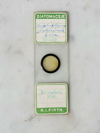 Vintage Microscope Slide Diatoms Cuba By R.  I.  Firth