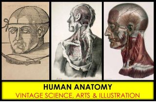 Vintage Human Anatomy Illustrations Images Organ Medical Pictures Paintings Dvd