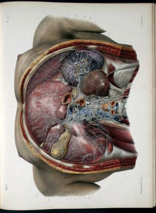 VINTAGE HUMAN ANATOMY Illustrations Images Organ Medical Pictures Paintings DVD 2