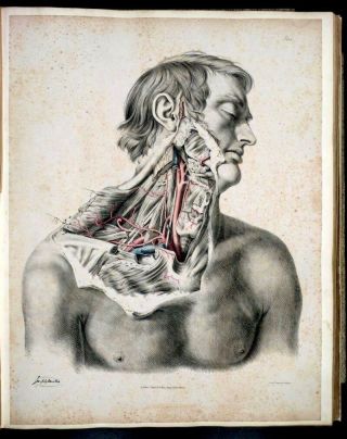 VINTAGE HUMAN ANATOMY Illustrations Images Organ Medical Pictures Paintings DVD 3