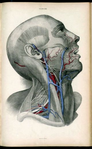 VINTAGE HUMAN ANATOMY Illustrations Images Organ Medical Pictures Paintings DVD 4