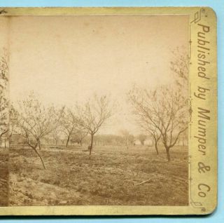 Civil War Gettysburg Battlefield Mumper Stereoview Peach Orchard