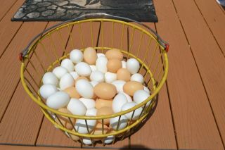 Vintage Androck Yellow Wire Metal Egg Basket With 6 Dozen Eggs