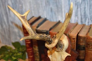 Antique German Black Forest Carved Wood Deer Antler Mount Plaque Dated 1948 4