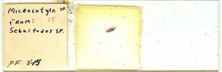 Microcotyle Sp.  From Rockfish Microscope Slide